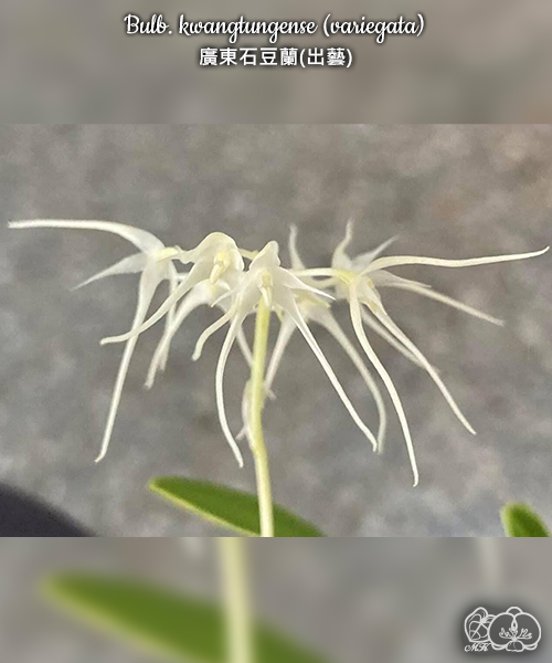 美琪園藝Miki Orchid - 品種詳細頁